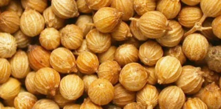 Семена кориандра PUEBLO канадский трансгенный сорт кориандра, двуручка (элита) - фото № 6