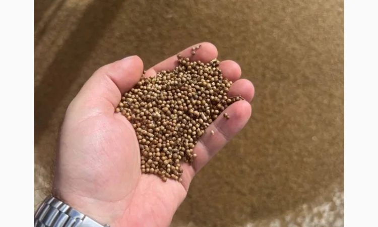 Коріандр 2023 року врожаю - фото № 1