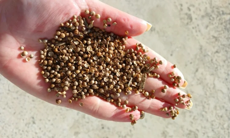 Продам кориандр 10 000 грн/т - фото № 1