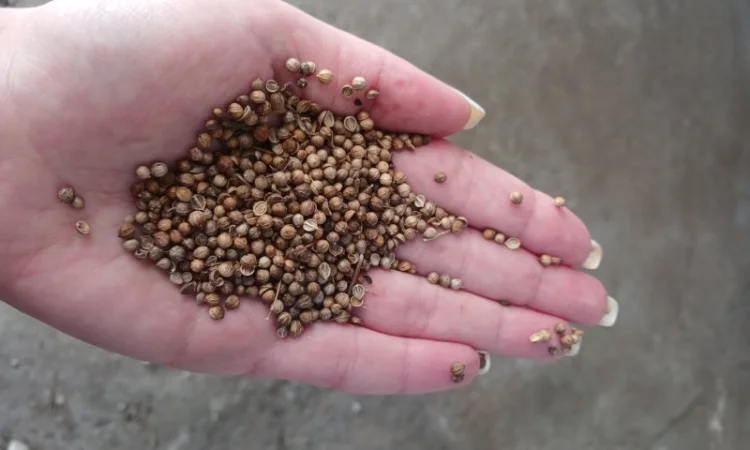 Продам кориандр 10 000 грн/т - фото № 2