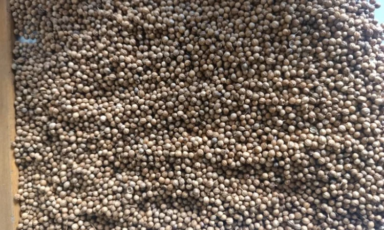 Коріандр - фото № 1