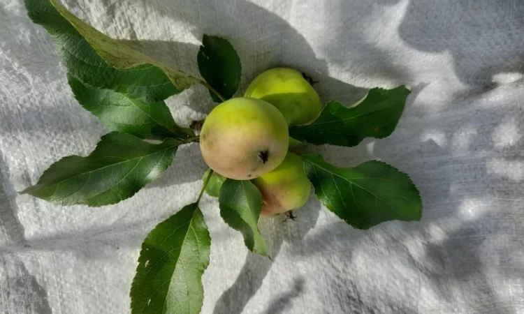 Ферментований лист дикої яблуні - фото № 3