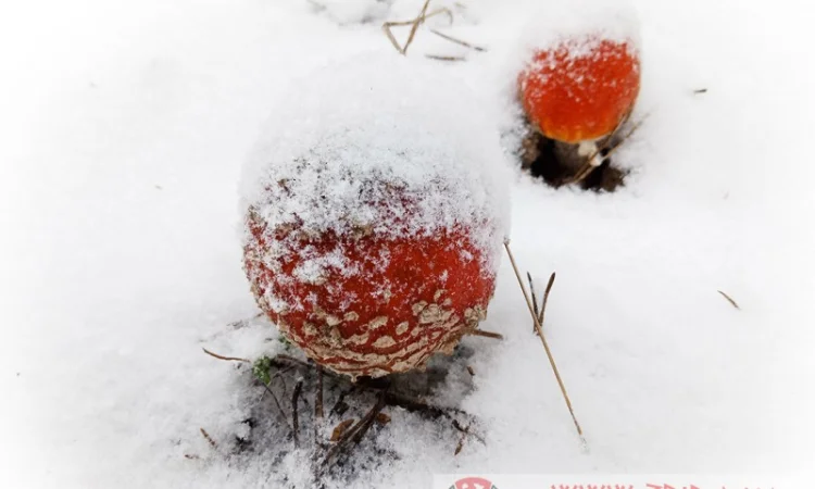 Чай з червоного мухомора та пантерного мухомора у пакетиках - фото № 3