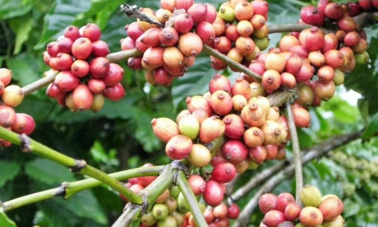 Продажа кофе и кофемашин от поставщика от 100 кг - фото № 5