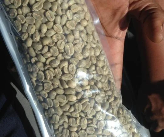 Прода кофе зелённый Арабика и робуста оптом из Республики Конга - фото № 1