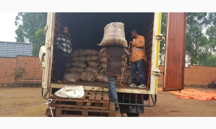 Прода кофе зелённый Арабика и робуста оптом из Республики Конга - фото № 3