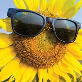 Продается пшеница оптом: вагонные нормы - фото № 1