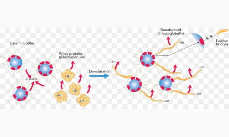 Казеинат пищевой продукт от производителя – продажа по Украине - фото № 2