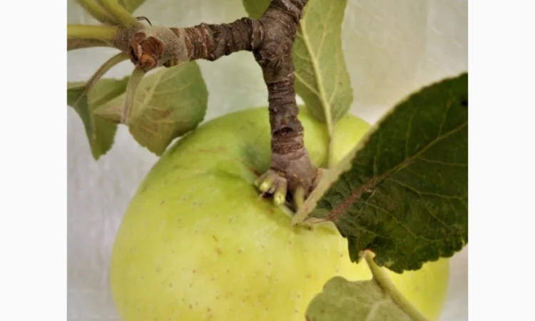 Яблочные пищевые волокна в порошке яблочный порошок - фото № 1