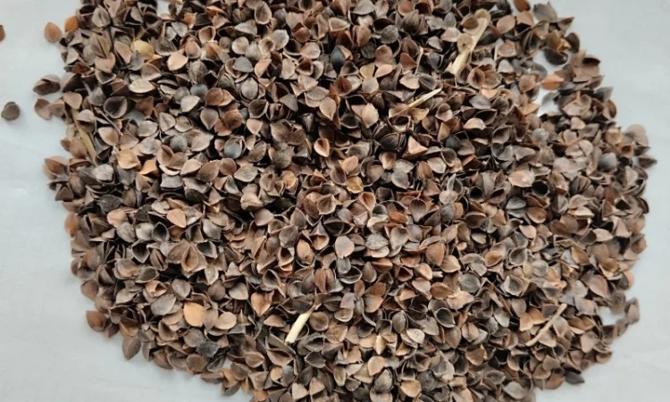 Лузга гречана - фото № 1