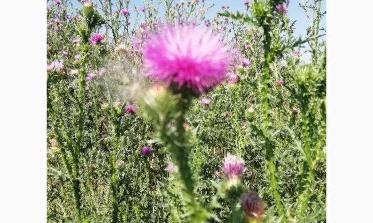 Сок татарника колючего, 110мл/120грн - фото № 2