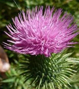 Сок татарника колючего, 110мл/120грн - фото № 4