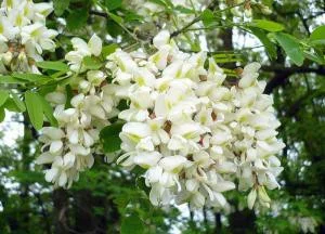 Настойка акации белой - фото № 2