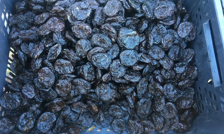 Чорнослив, Мариновані Гриби, Огірок, Помідор - фото № 1