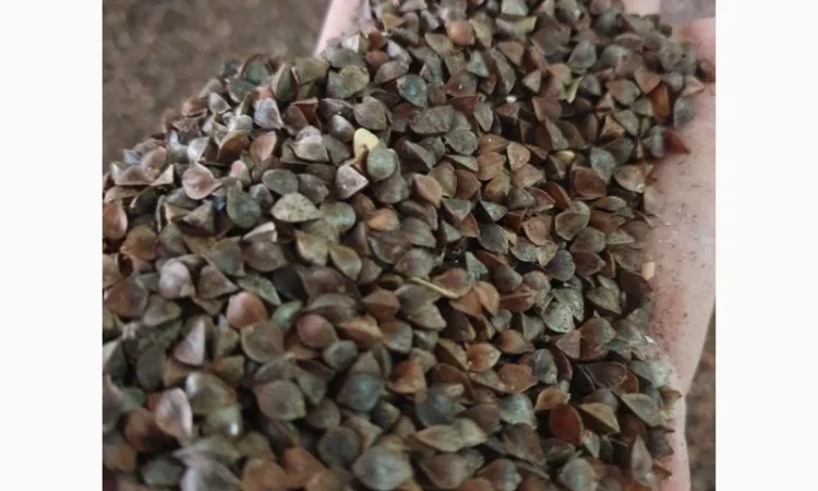 Гречана шелуха, лушпиння - фото № 1