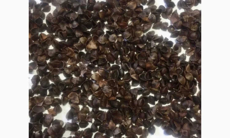 Продам шелуху гречневую - фото № 2