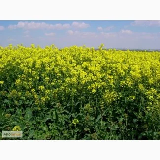 Закупівля масла рапсового технічного (кола) - фото № 3