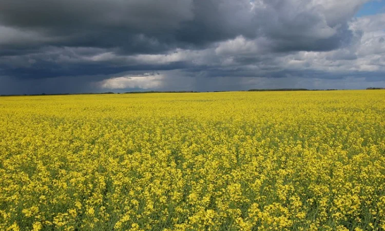 Куплю подсолнечное и рапсовое масло - фото № 1