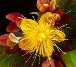 Масло зверобоя, 90грн 110мл - фото № 3