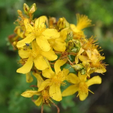 Масло зверобоя, 90грн 110мл - фото № 5