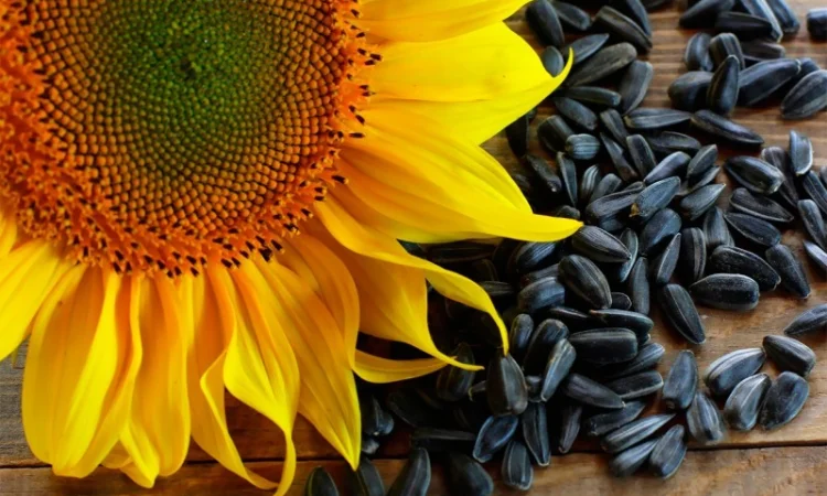 Продажа жмыха и масла подсолнечного 2 сорта - фото № 1