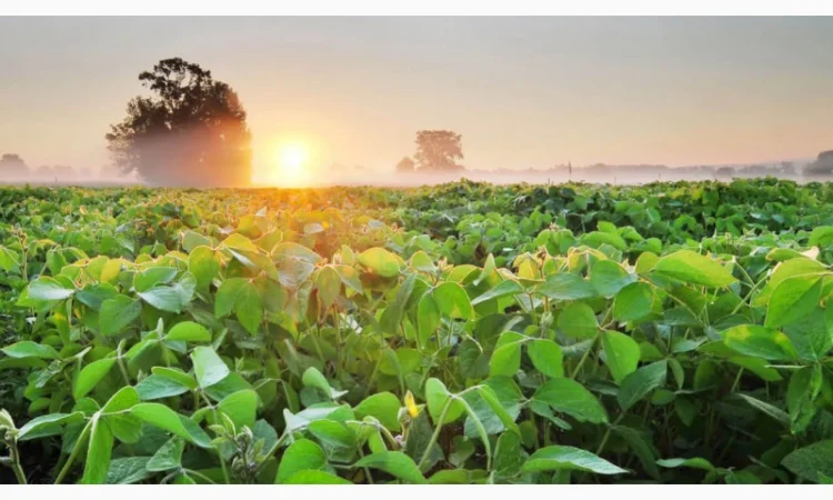 Закупаем соевое масло наливом от 22 тонн. Сотрудничаем по договору комиссии с НДС - фото № 1