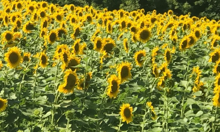 Продаж рафінованої олії - фото № 4