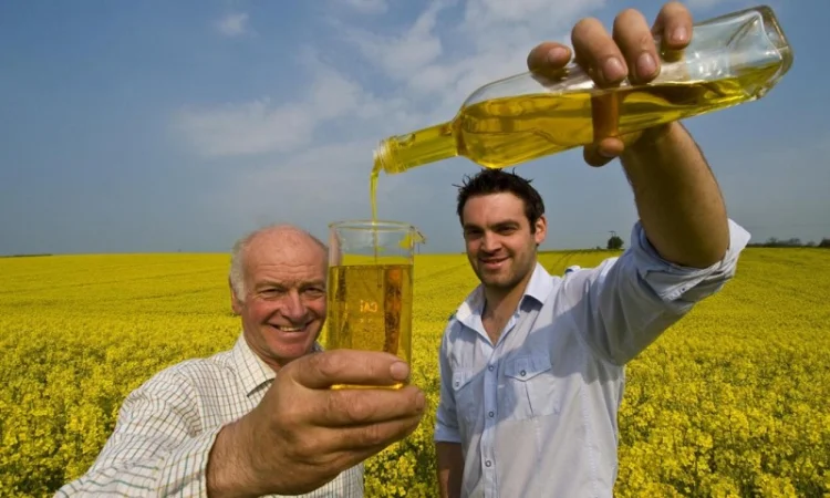 Продамо ріпакову олію 300 РРМ на експорт - фото № 1