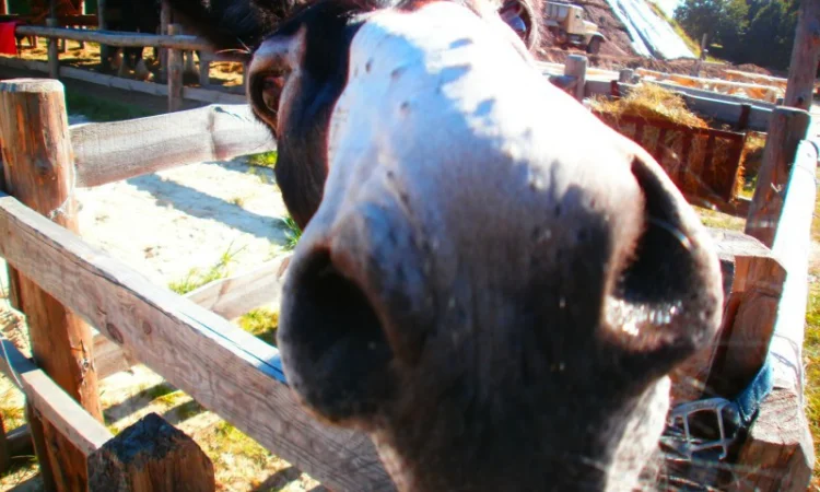 Мука кукурузная борошно кукурудзяне - фото № 1