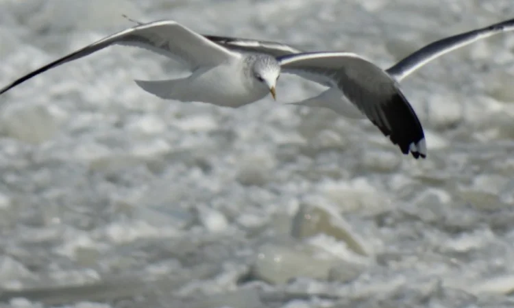 Соєве борошно - сировина для харчового виробництва - фото № 1