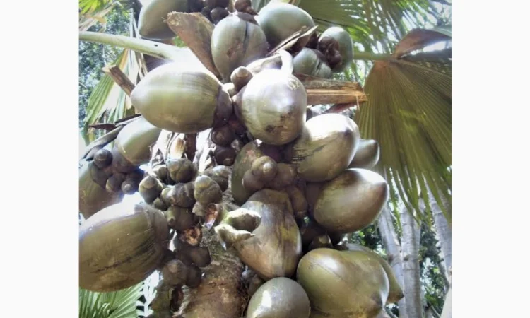 Кокосове борошно для харчового виробництва - фото № 1