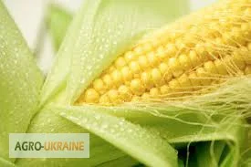 Кукурузная мука высокого качества - фото № 2