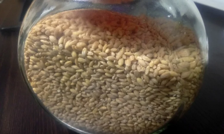 Пропонується крупа перлова без домішок - фото № 1