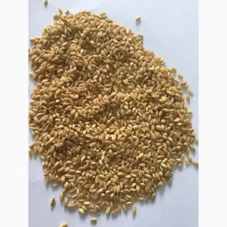 Продам Кутью из твердых и мягких сортов пшеницы - фото № 1