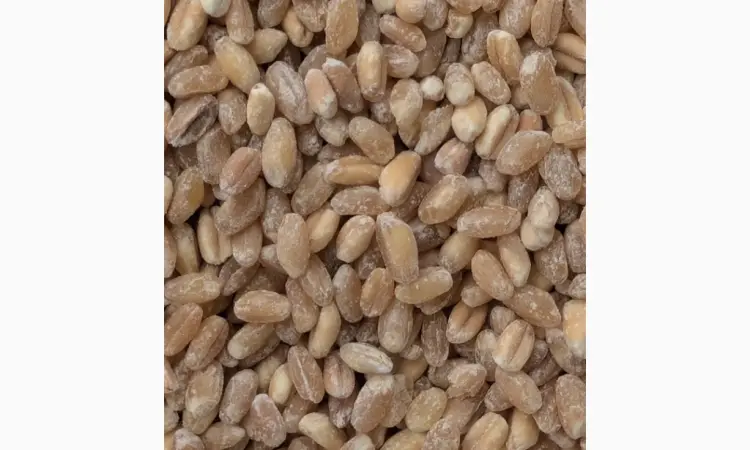 Продам Кутью из твердых и мягких сортов пшеницы - фото № 2