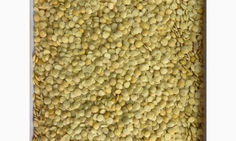 Чечевица зеленая - фото № 1