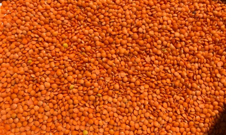 Чечевица красная (шелушенная) - фото № 1
