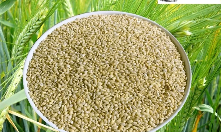 Крупа ячмінна перлова від виробника - фото № 1