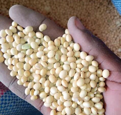 СРОЧНО продам по Украине на экспорт крупы от производителя с 20 тонн - фото № 2