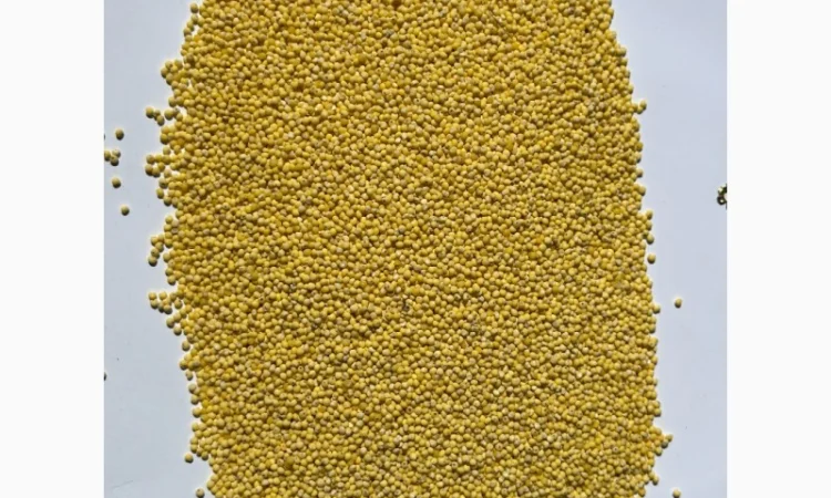 Крупа пшоно - фото № 1