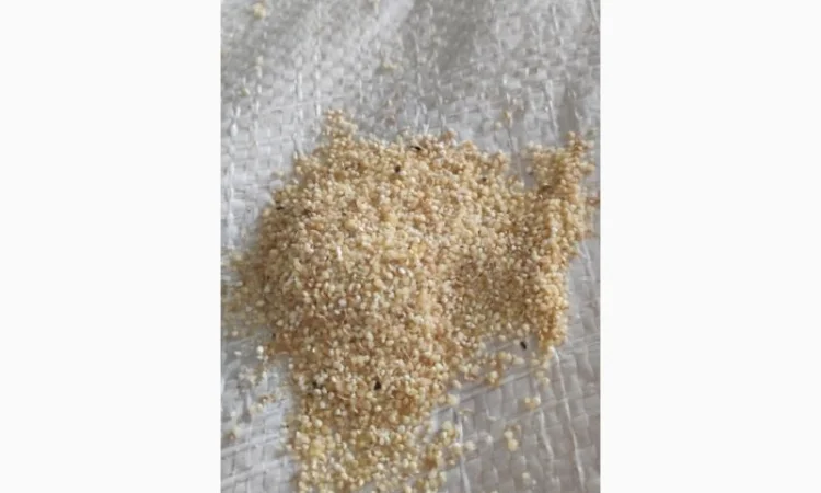 Січка пшона - фото № 1