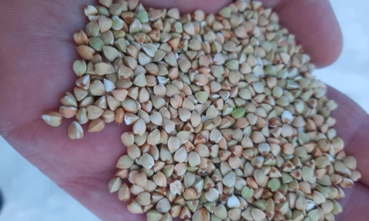 Гречка, крупа гречана зелена - фото № 1