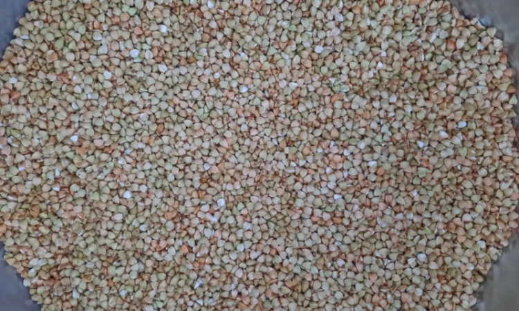 Гречка, крупа гречана зелена - фото № 3