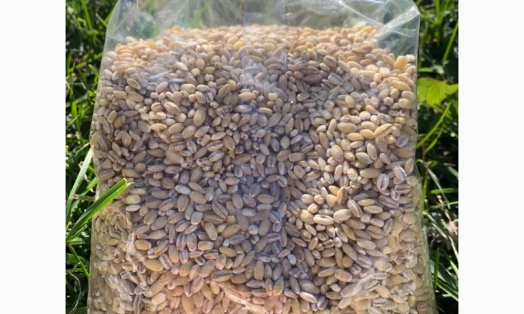 Крупи ячмінні перлові ТМ "ЕКОР" від виробника - фото № 3