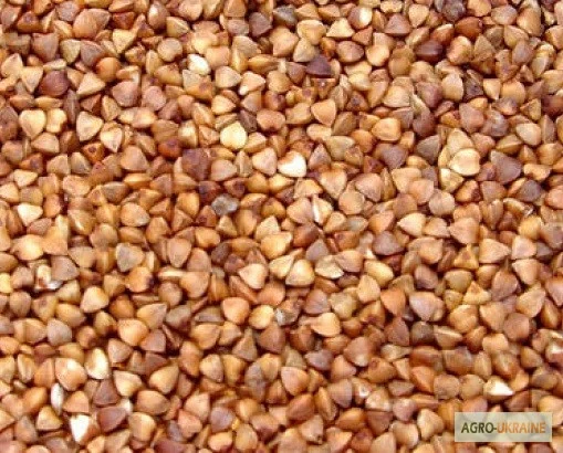 Гречка - фото № 1