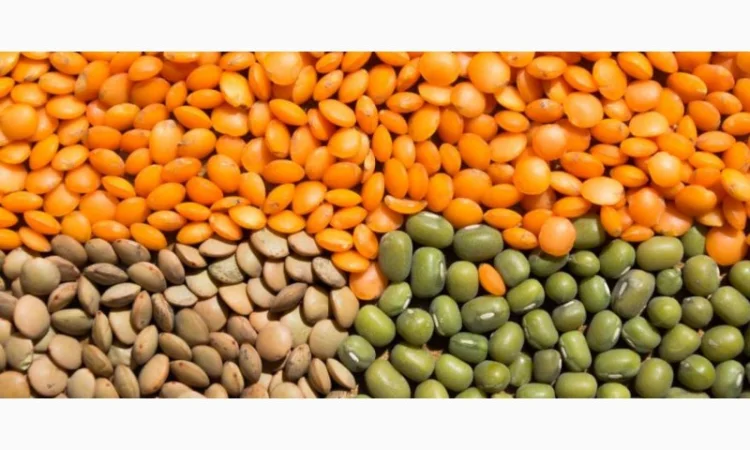 Чечевица зеленая в мешках по 25 кг - фото № 1