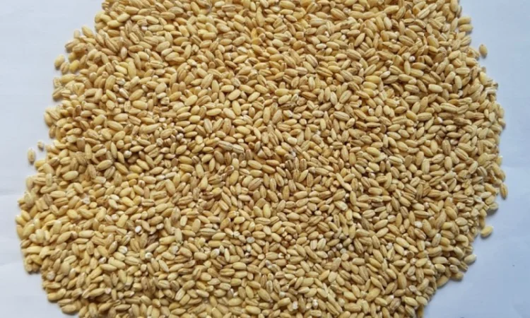 Крупы оптом от производителя с НДС Полтава - фото № 3