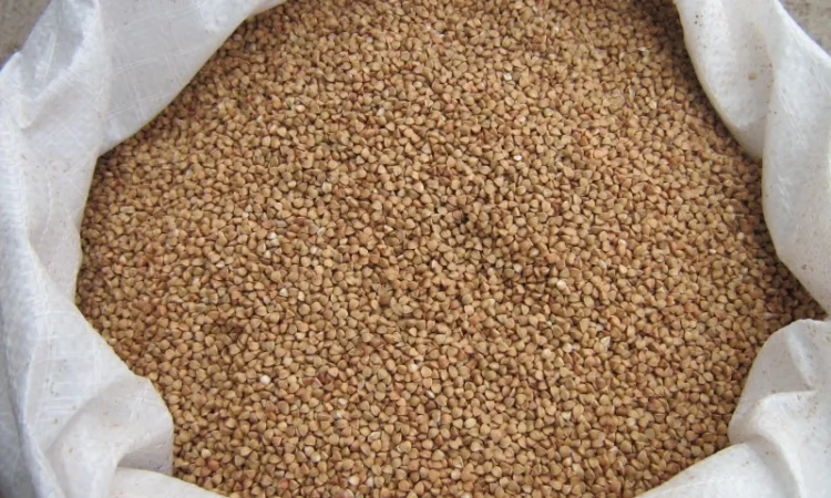Гречка січка, крупа гречана, гречневая крупа в мешках по 25кг - фото № 1