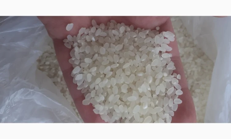 Продам Рис длинный, пропаренный, круглый от прямого импортера - фото № 1