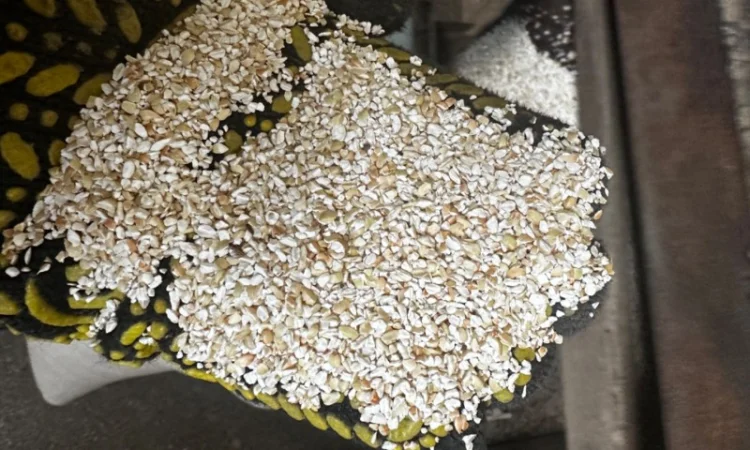 Зелена гречка та проділ зеленої гречки ( крупа, січка - фото № 2